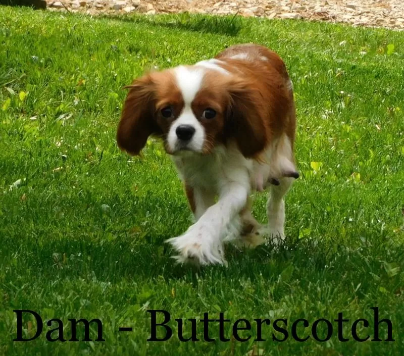 Puppy Name: Butterscotch