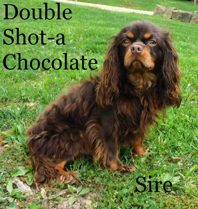 Puppy Name: Double Shot-a Chocolate