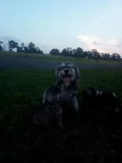 Puppy Name: Sierra