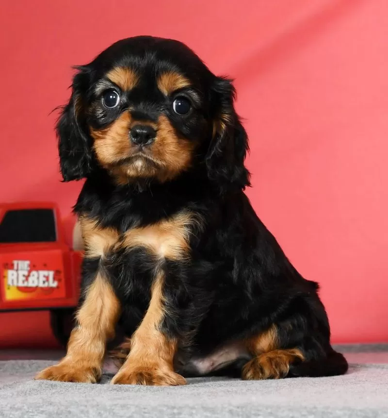 Milo