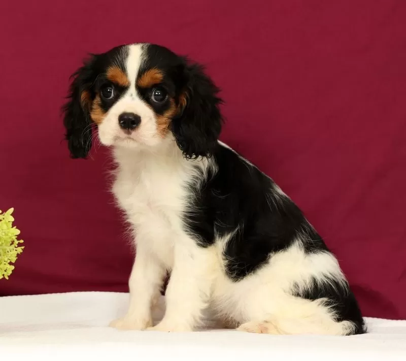 Puppy Name: Skylar