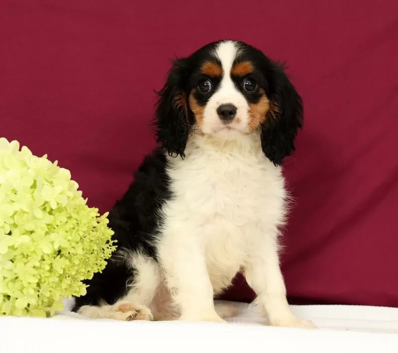 Puppy Name: Graham