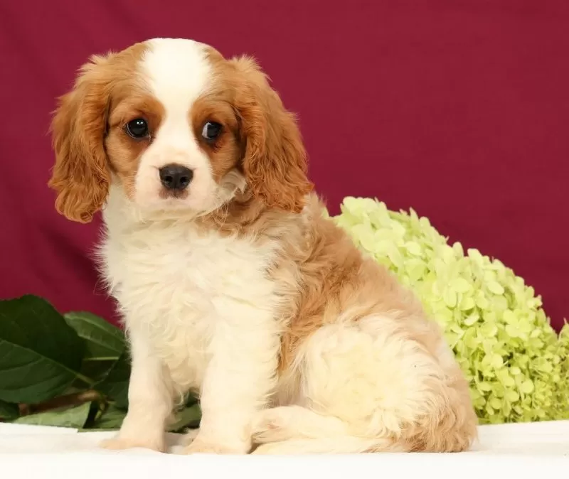Puppy Name: Teddy