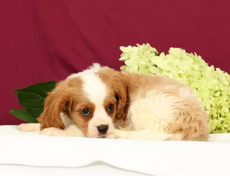 Teddy