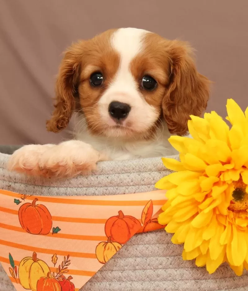 Carmello