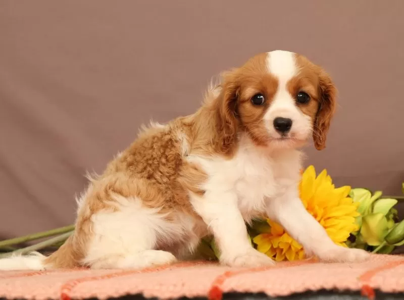 Carmello